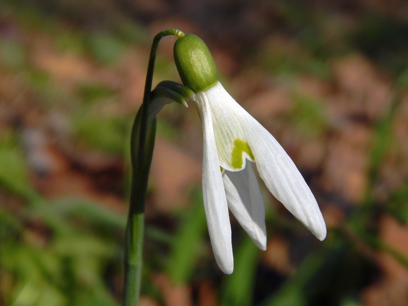 Parco del Ticino 21.3.15